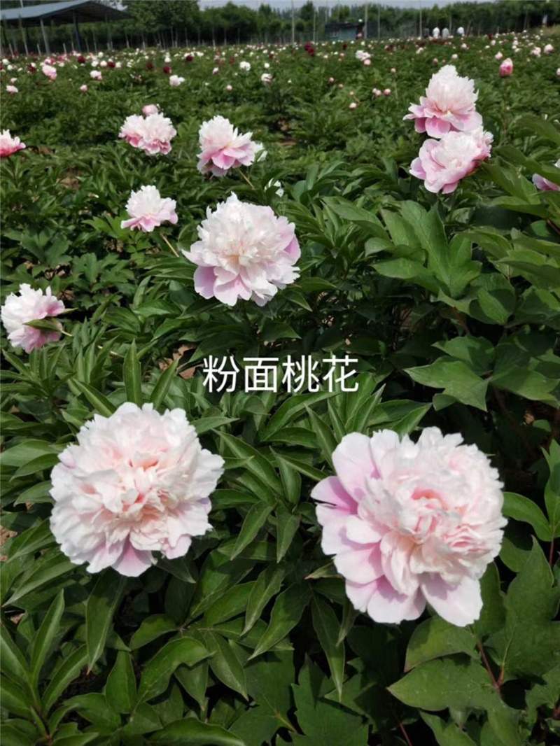 粉面桃花芍藥鮮切花