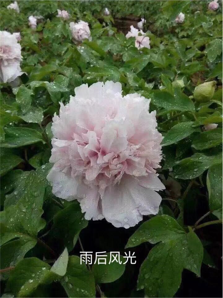 雨后風(fēng)光牡丹鮮切花