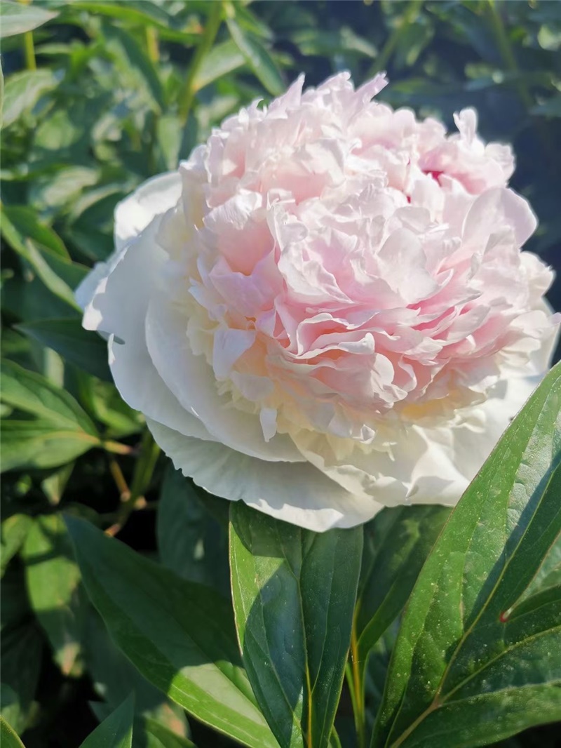 冰島雪糕芍藥鮮切花