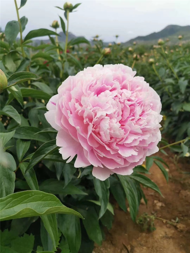 沙拉芍藥鮮切花