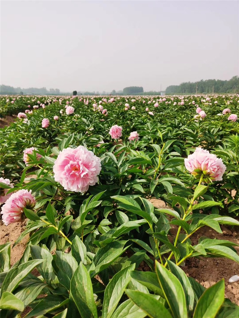 荷蘭進(jìn)口芍藥鮮切花